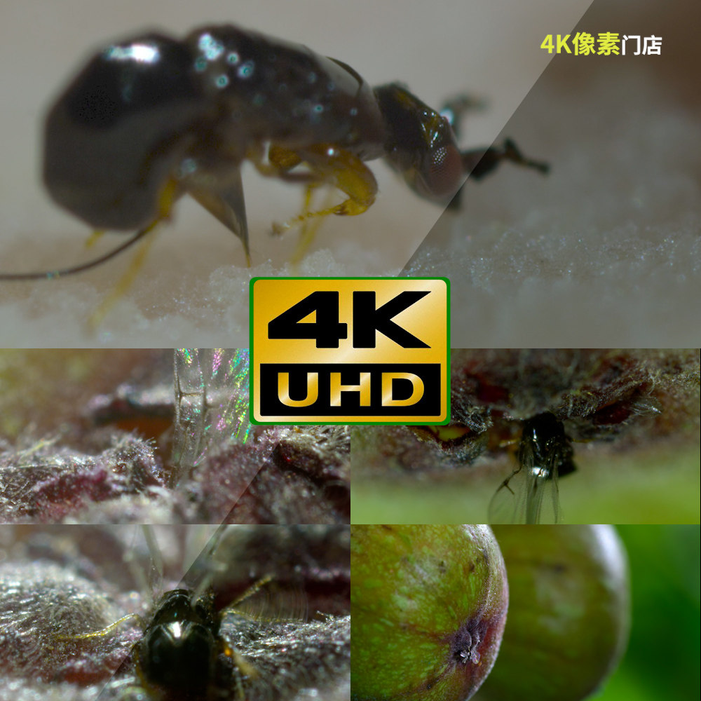 681-4K视频素材-蚂蚁群体设计素材/源文件