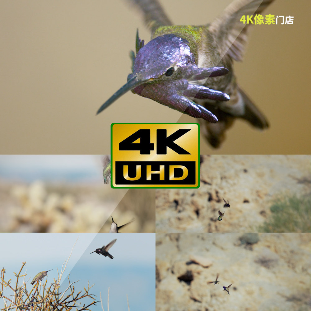 519-4K视频素材-蜂鸟高速飞行觅食点水吸吮花蜜花朵鸟类沙漠,商务/设计服务,设计素材/源文件,淘宝优惠券,粉丝福利购,淘宝优惠卷