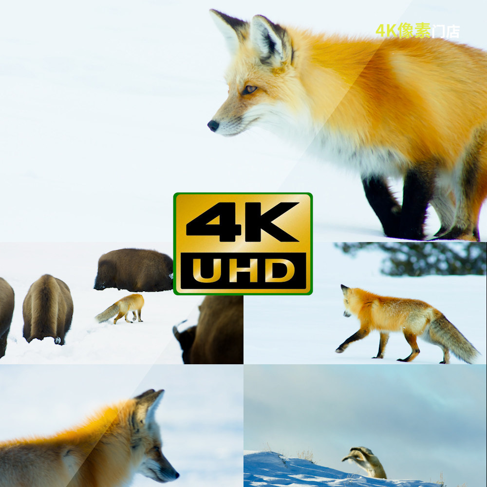 560-4k视频素材-狐狸白色雪地觅食捕猎迁徙狩猎野外行走自然