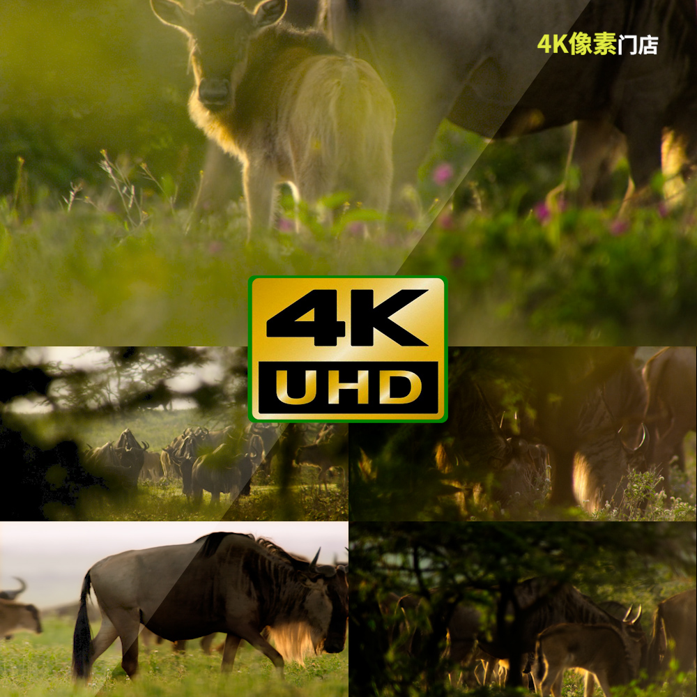 619-4K视频素材-角马野外群体迁徙奔跑食草生态自然野马生命