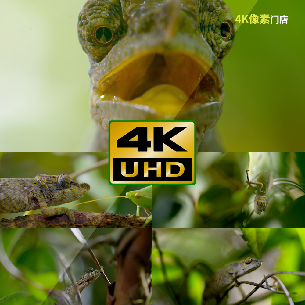 850-4k视频素材-蜥蜴巨型非洲海岸爬行变色龙沙漠高原平原