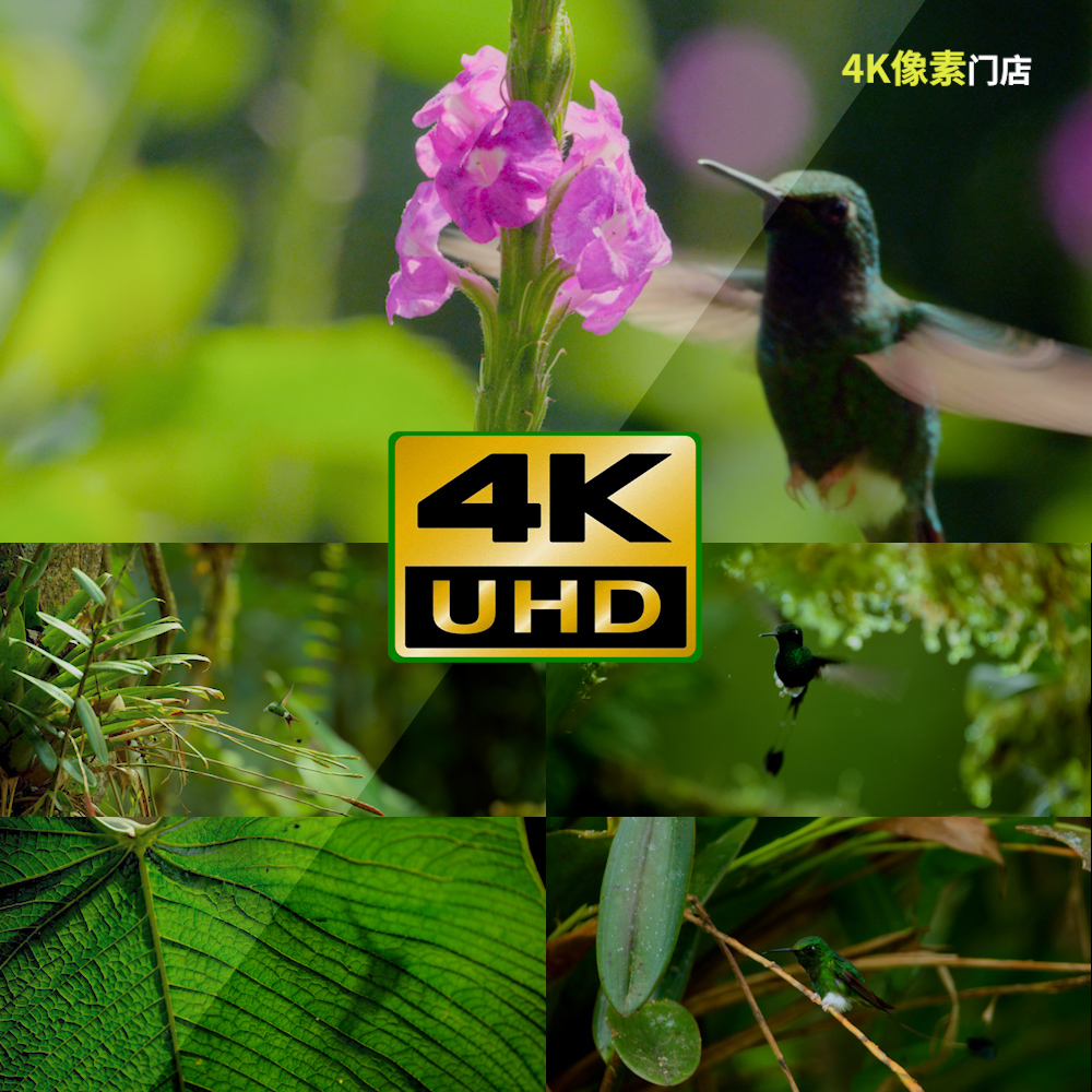 515-4K视频素材-蜂鸟高速飞行觅食点水吸吮花蜜花朵鸟类唯美