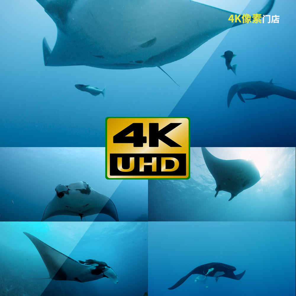 22-4k视频素材-蝙蝠鱼水下海底海洋自然生物大堡礁野生游泳温顺