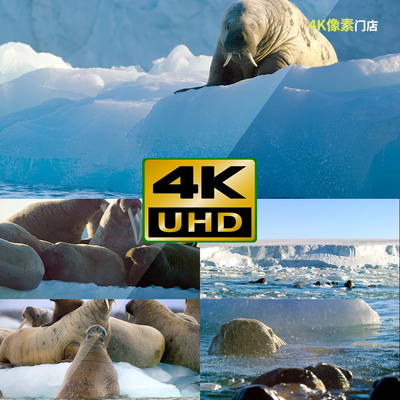 179-4K视频素材-海象群体海洋海水游泳水下生物生态哺乳动物鱼类