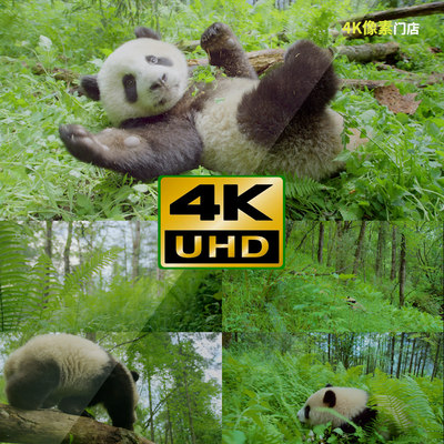 870-4K视频素材-熊猫可爱进食爬行群体野外原始森林动物自然