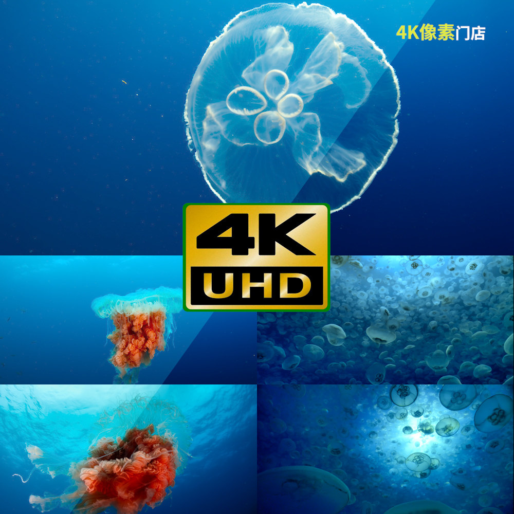 376-4k视频素材-水母海洋唯美水下美景寒冷游泳气候变化冰川温度