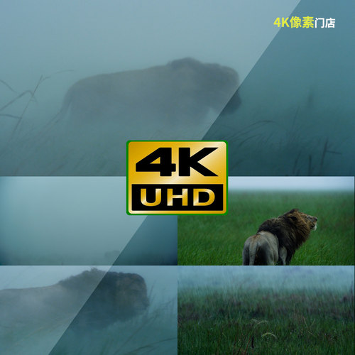 799-4K视频素材-狮子沙漠下雨狩猎群体狮子王母狮特写凶猛