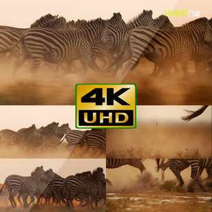 440-4K视频素材-斑马条纹奔跑野生动物群迁徙保护区平原户外荒野