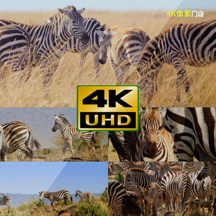 443-4K视频素材-斑马条纹奔跑野生动物群迁徙保护区平原户外海岸