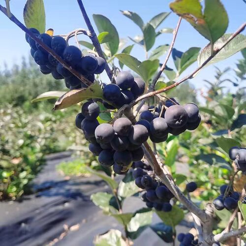 野樱莓果自然晾晒果干养生营养