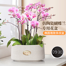 北欧蝴蝶兰专用树脂秸秆花盆长椭圆矮款 轻奢仿陶瓷家用套盆盆栽