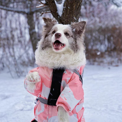 大狗狗款式新颖价格便宜