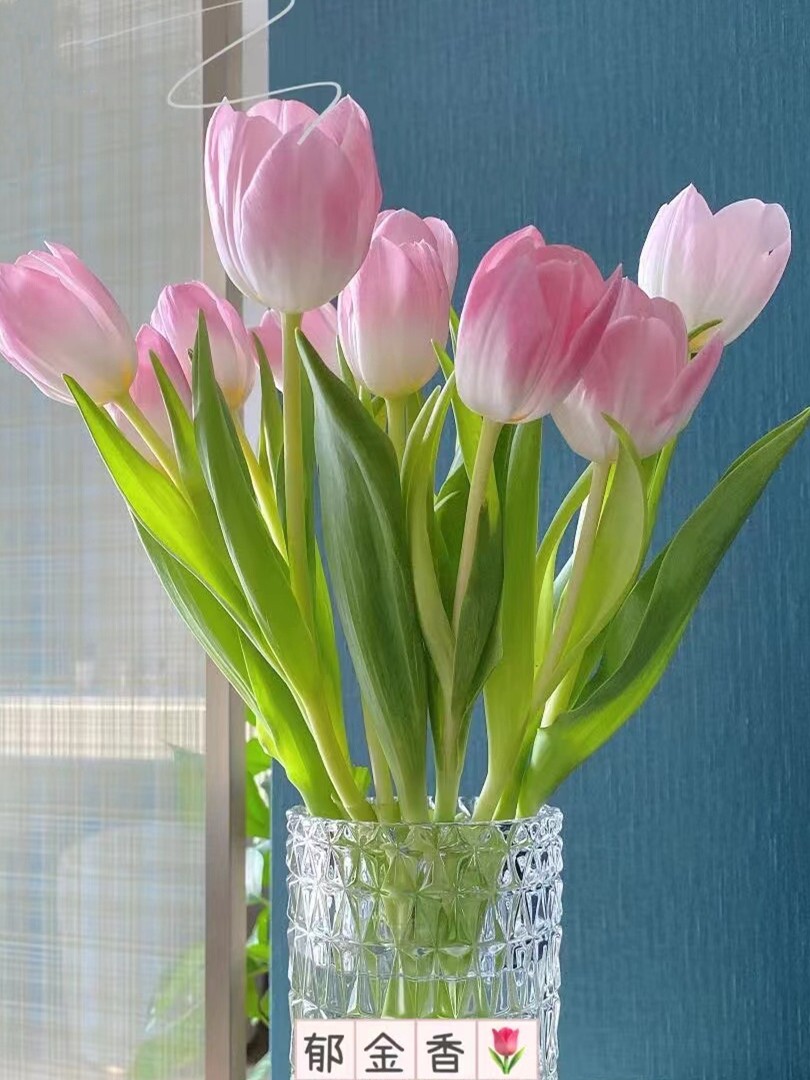进口郁金香种球水培植物室内花卉阳台盆栽土养鲜花荷兰大球花种子