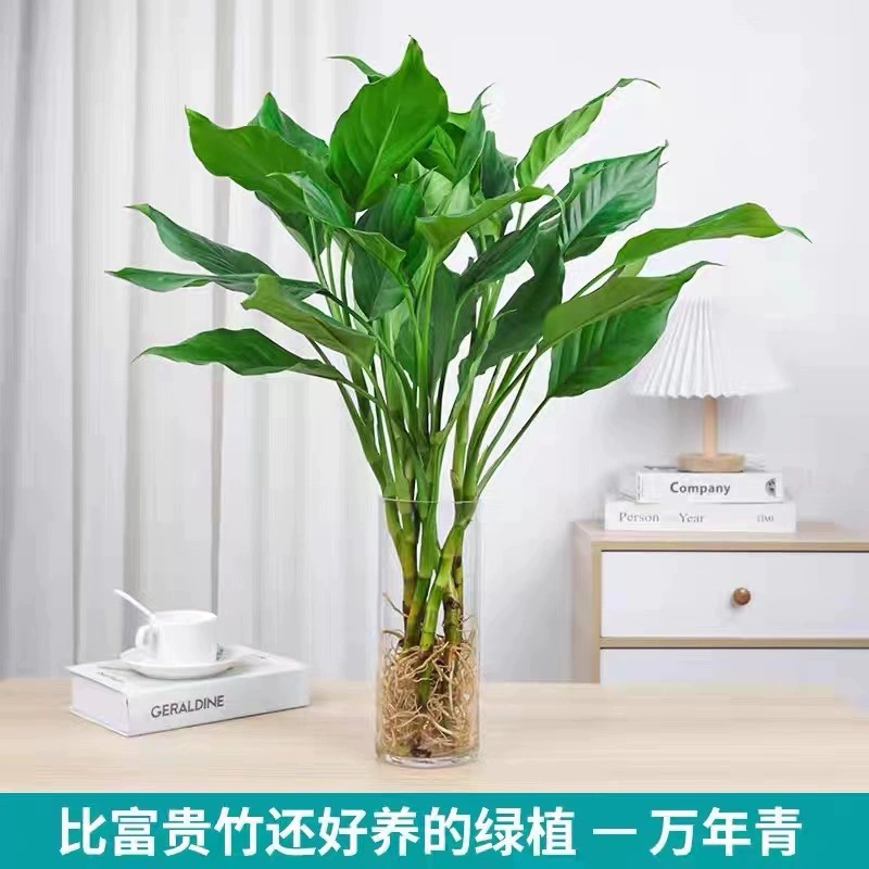 万年青盆栽水培植物室内桌面