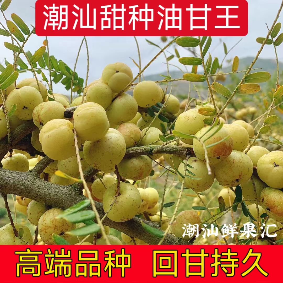 油甘果现摘现发酥脆回甘