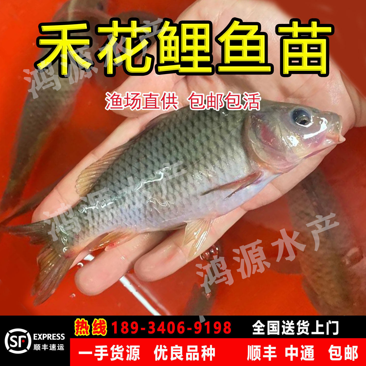 禾花鱼优质鲤鱼淡水养殖禾花乌理鱼苗稻田养殖活体包邮包活