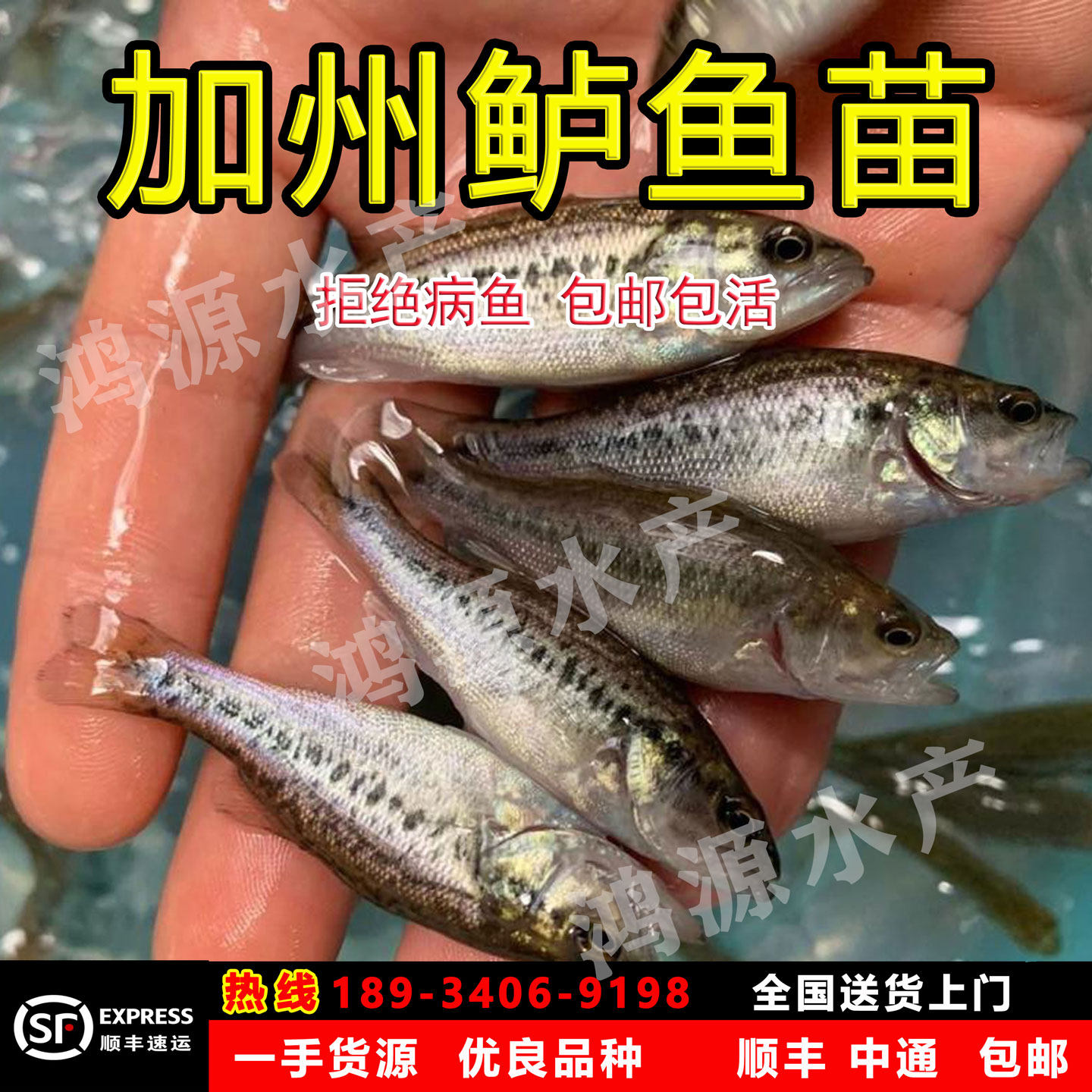 优质鲈鱼苗加州鲈鱼苗大口黑鲈淡水特大信用鲈鱼苗冷水路亚苗黑鲈