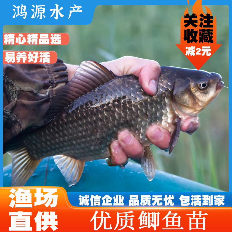 鲫鱼苗淡水快大抗病毒