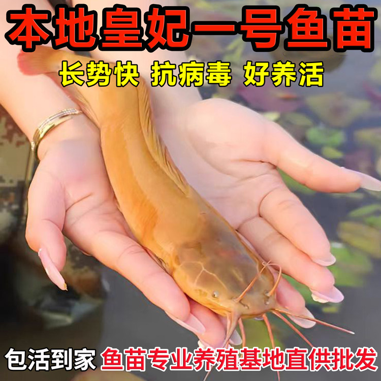 塘鲺鱼苗本地三黄塘鲺角鱼 皇妃一号塘角鱼八须胡子鲶鱼养殖批 发