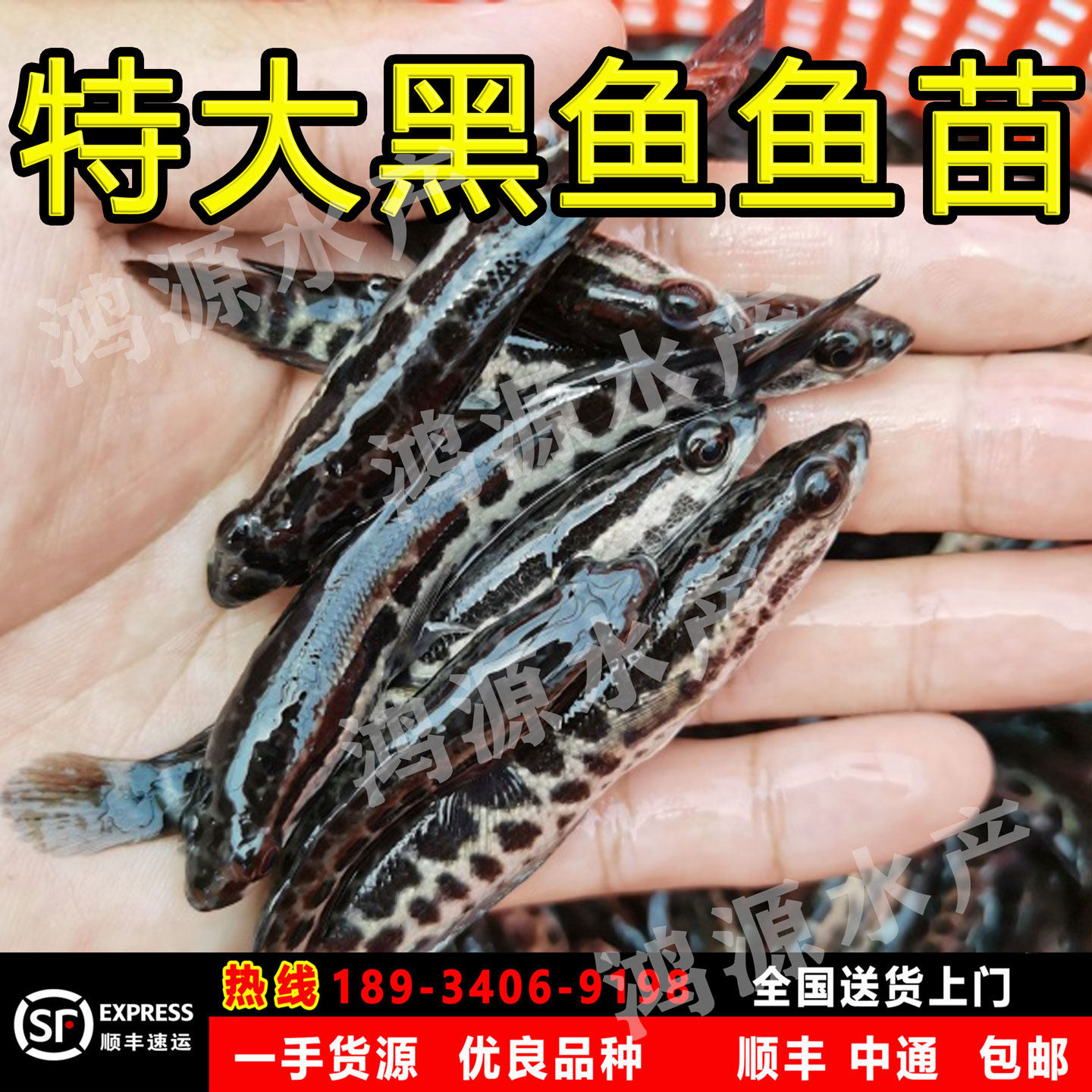 黑鱼苗淡水养殖活体乌鱼苗财鱼特大杂交生鱼苗凶猛路亚冷水观赏鱼