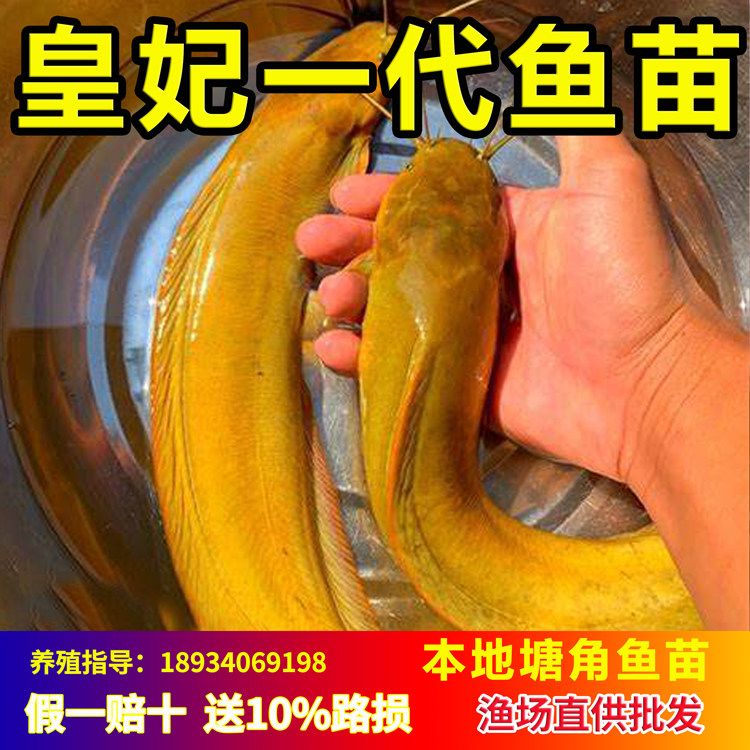 本地塘鲺鱼苗食用三黄塘角鱼苗正宗皇妃一号塘鲺八须胡子鲶鱼养殖