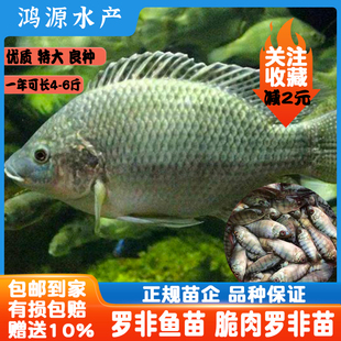 罗非鱼苗新吉富雄性淡水养殖特大观赏鱼海南一号单性脆肉罗非鱼苗