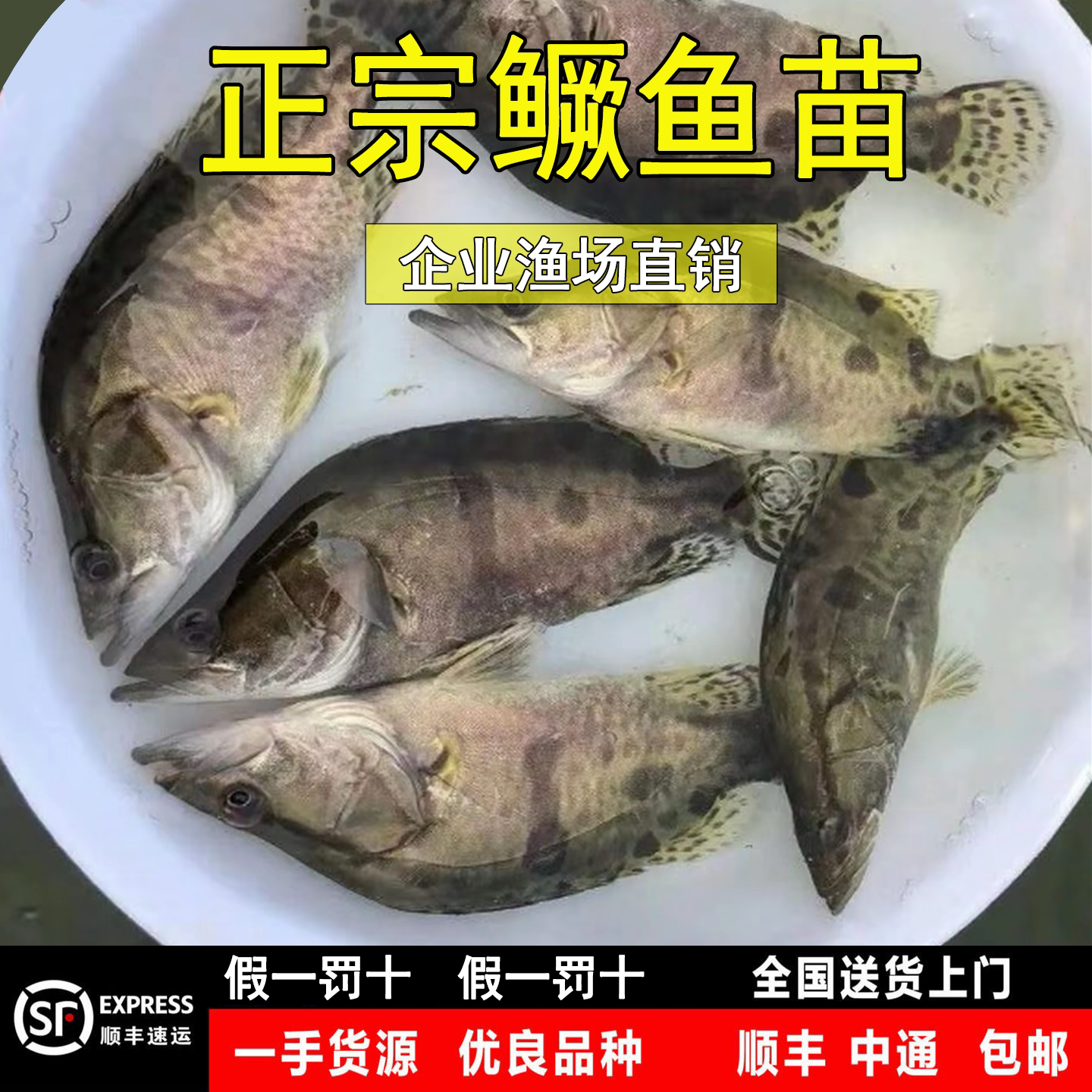 优质桂花鱼苗正宗红纹鳜鱼苗淡水养殖大规格翘嘴鲈鱼路亚包活包邮