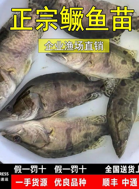 淡水大规格鲈鱼桂花鱼苗多送10%