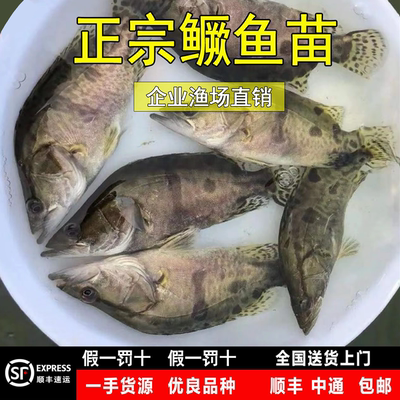 淡水大规格鲈鱼桂花鱼苗多送10%
