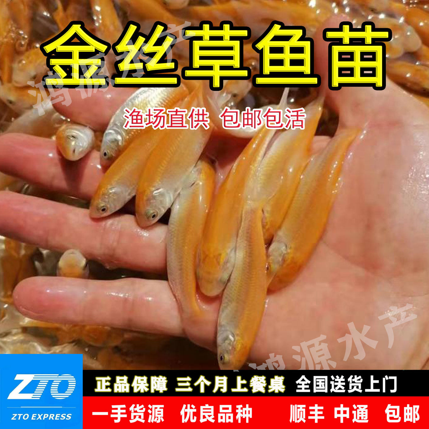正宗金草鱼苗淡水养殖食用冷水金丝皖红黄金丝草鱼俄罗斯金草鱼苗