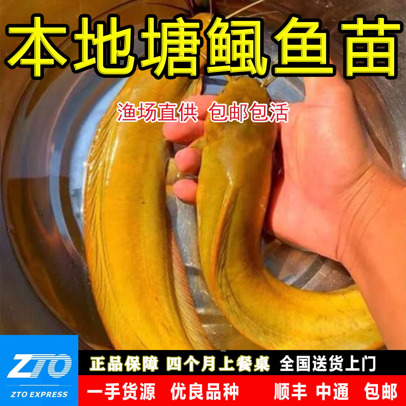 本地塘角鱼苗正宗皇妃三黄塘鲺