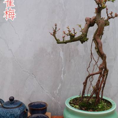 岭南小叶红芽雀梅盆景观叶植物提根老桩桌面客厅小品带盆所见所得