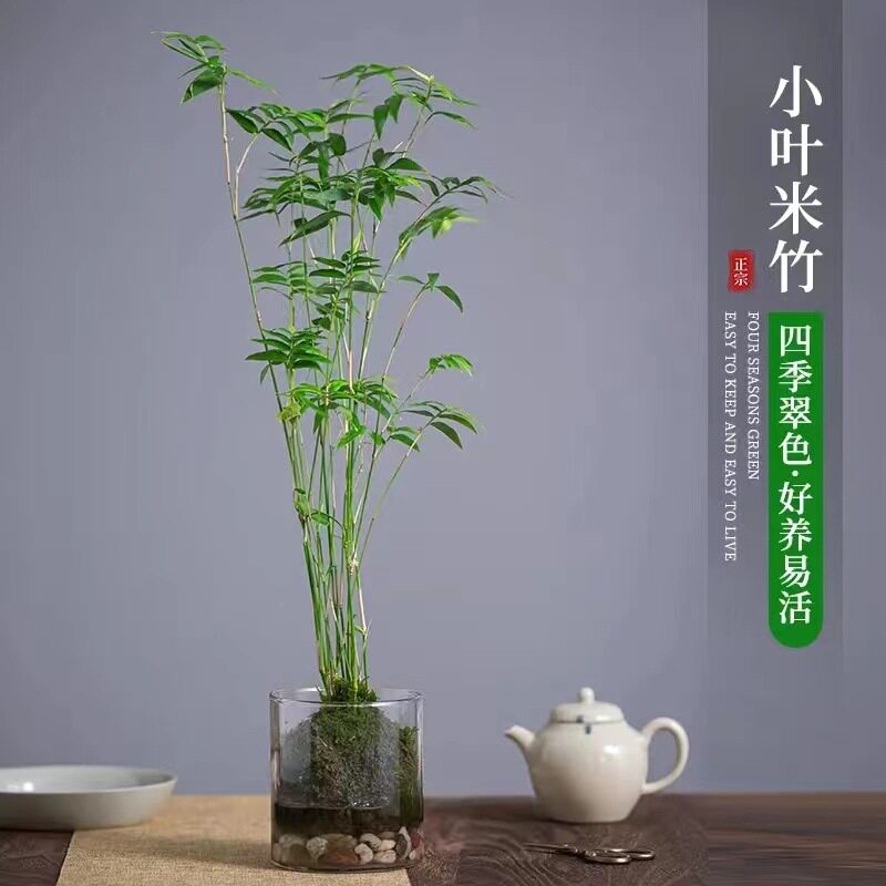 水培竹竹子盆栽桌面绿植茶桌卧室茶台室内办公室客厅绿植