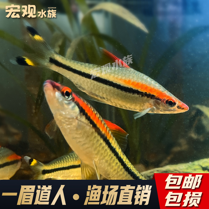 观赏鱼一眉道人鱼幼苗鱼苗草缸群游热带鱼活体小型混养红眉好养
