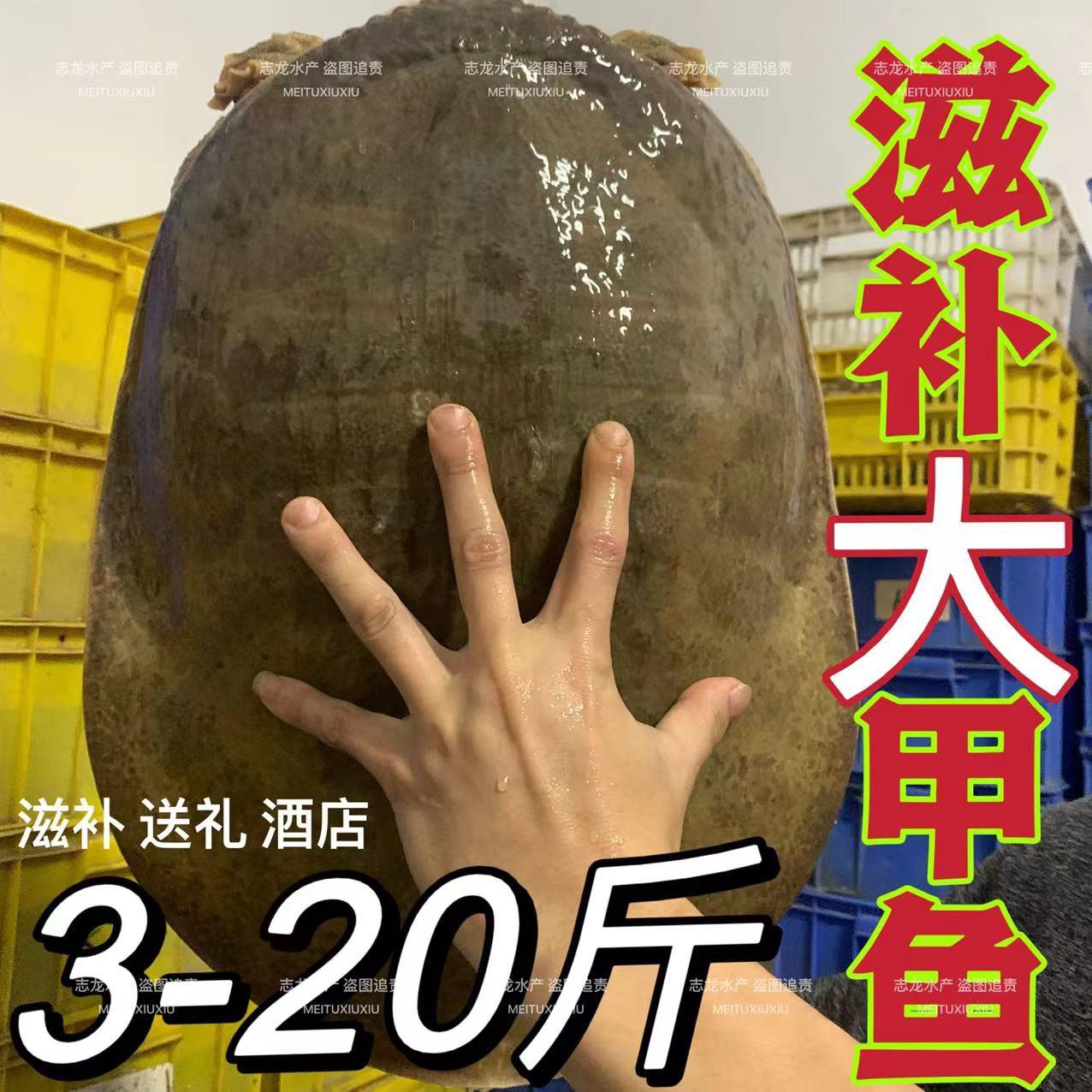 珍珠鳖大甲鱼外塘2-20斤山瑞食用滋补巨型大活体水鱼