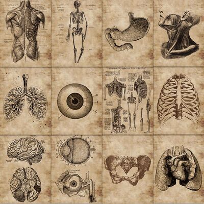 56张解剖学美术生人体骨架贴纸医学贴纸医学生周边防水DIY贴画