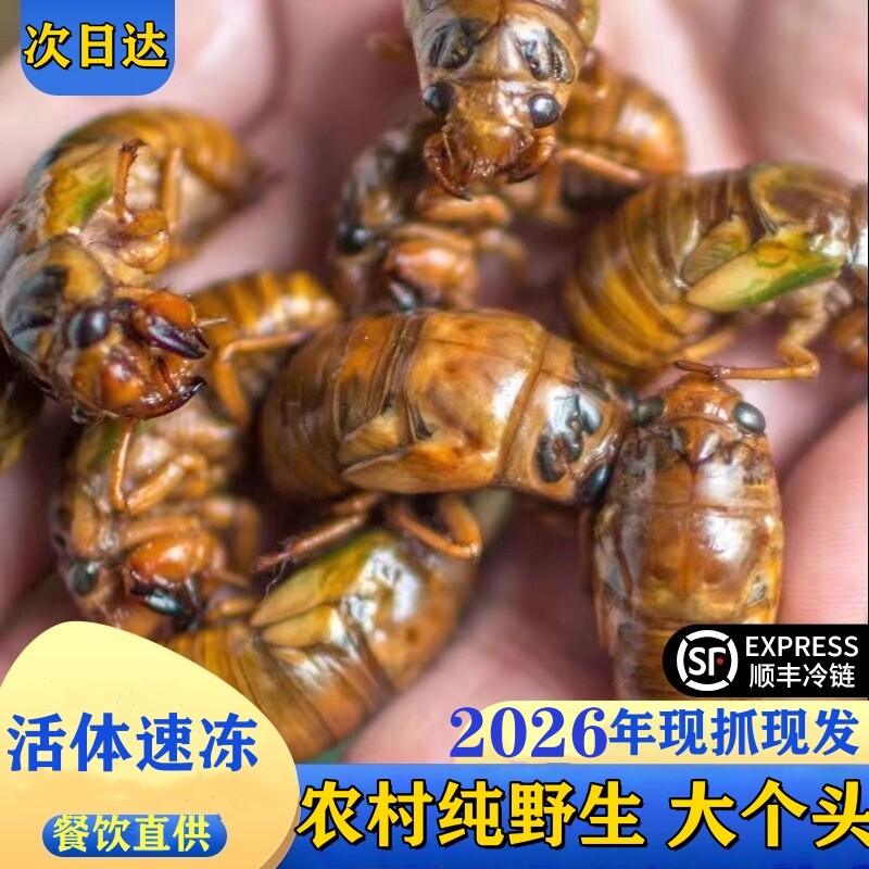 2026现捕纯野生大知了猴金蝉新鲜100只50只活体冷冻结了龟爬叉猴 - 实物图