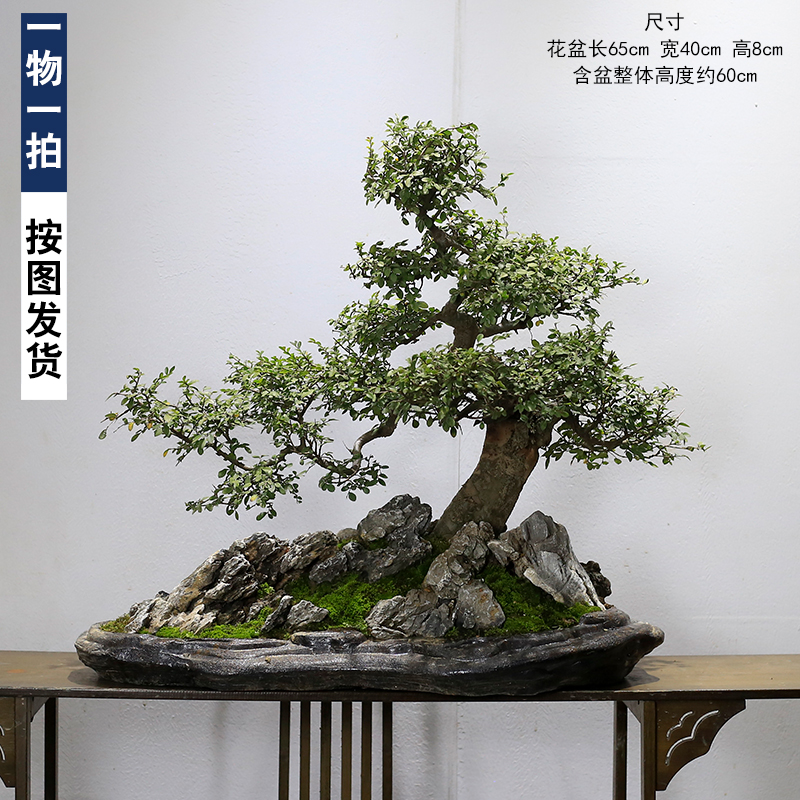 大型榆树老桩盆景一物一拍