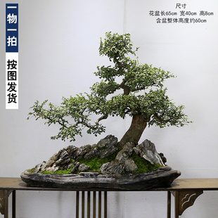 大型榆树老桩盆景树桩假山石植物室内客厅办公室盆栽阳台庭院绿植