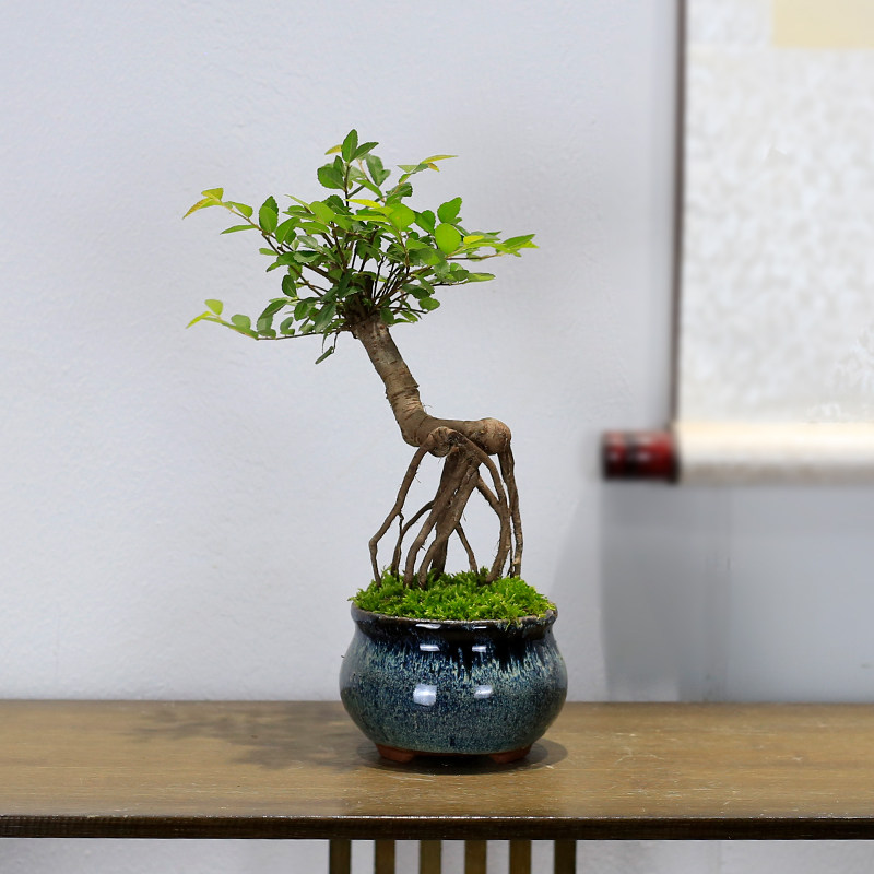 定制小叶榆树盆景造型提根老桩植物室内办公室茶几桌面绿植盆栽树