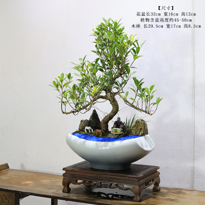 小叶人参榕树盆景四季常青