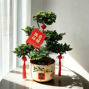 五层塔松盆栽绿植乔迁新居开业送礼物祝寿松树盆景植物办公室内