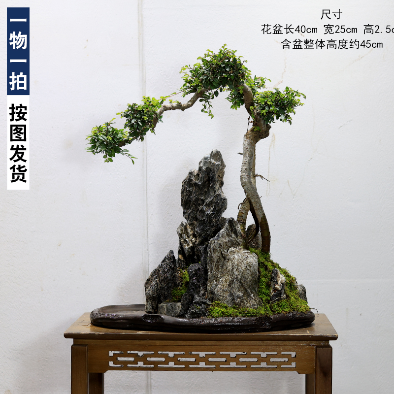 提跟造型老桩榆树盆景