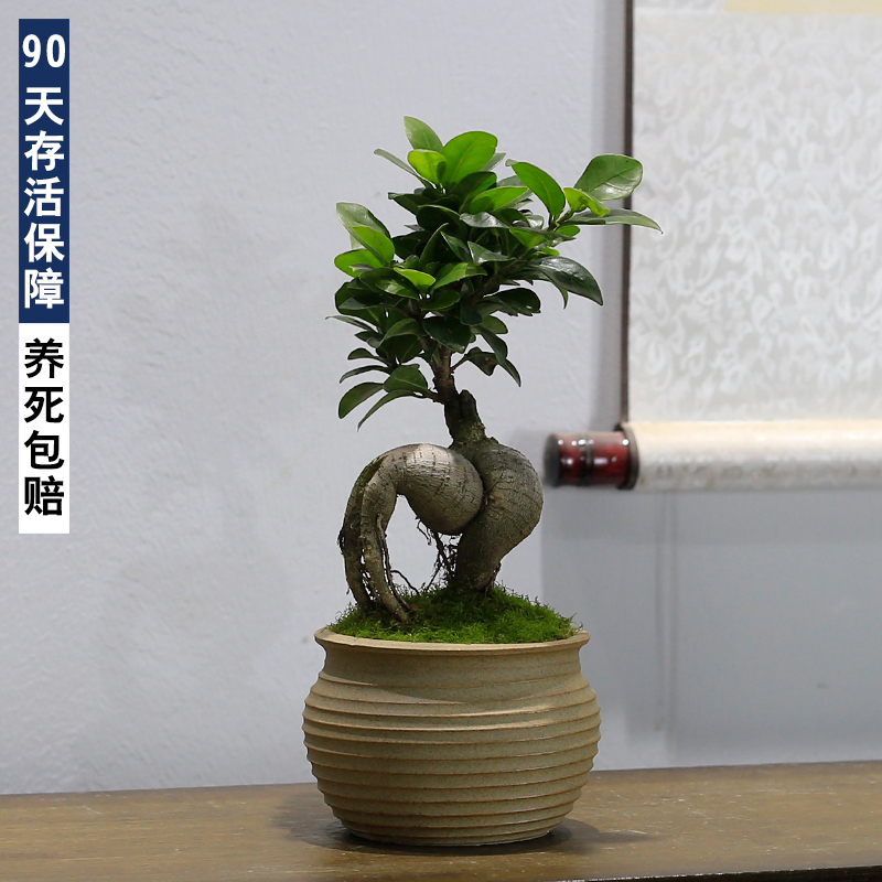 小叶人参榕树盆栽绿植室内客厅办公室茶几桌面植物摆件四季常青