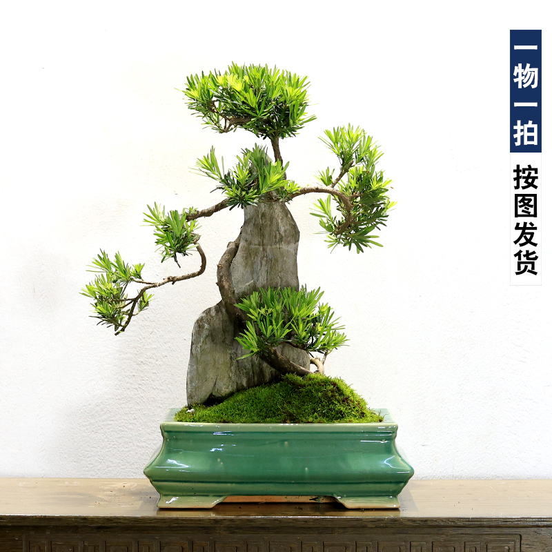 大型附石罗汉松一物一拍