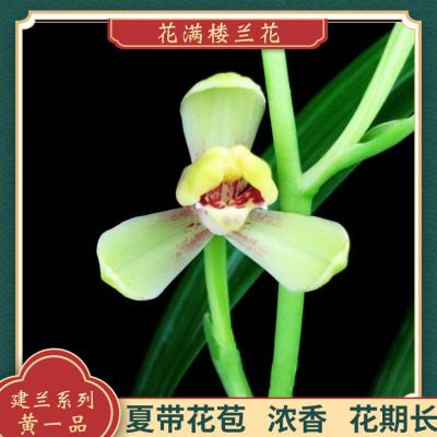 花满楼兰花苗建兰四季兰梅瓣黄一品夏带花苞浓香型客厅花卉庭院草