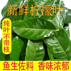 新鲜柠檬叶青柠叶香料西餐料理冬阴功汤原料火锅配料非泰国柠檬叶
