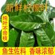 新鲜柠檬叶青柠叶香料西餐料理冬阴功汤原料火锅配料非泰国柠檬叶