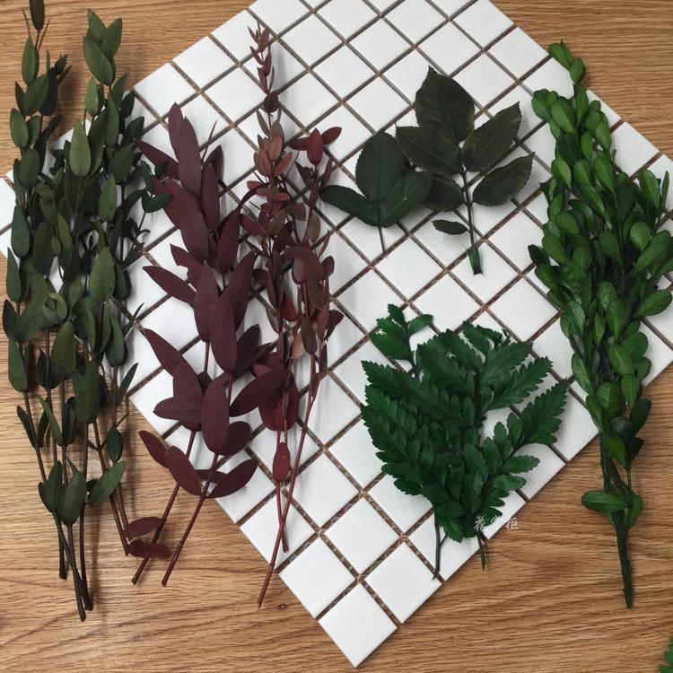 diy永生花材料尤加利羊齿叶锯齿
