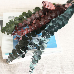 永生花尤加利diy材料包铜钱叶桉树家居插花瓶手工配材干花